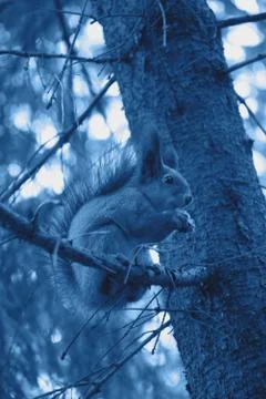 Wild squirrel on the pine tree in the trendy classic blue color of the year. Stock Photos