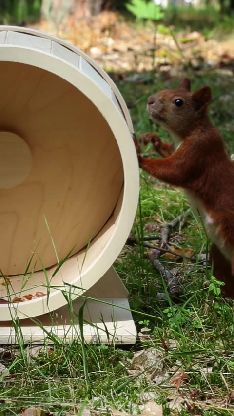 Wild squirrel playing with rodent running wheel on forest clearing Stock Footage 314614663