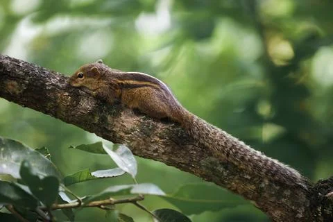 Wild Squirrel Resting on Tree Branch in a Lush Green Forest Setting Stock Photos