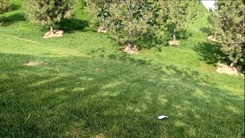 Wild squirrel running on green grass in Samarkand park, Uzbekistan Stock Footage 336454156