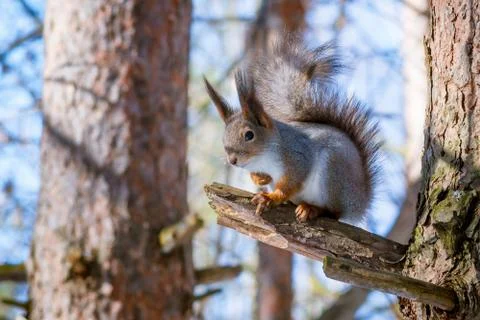 Wild squirrel sitting on a tree in the spring forest Stock Photos