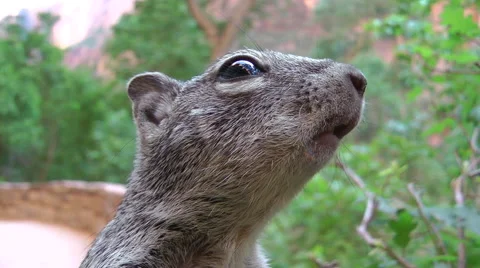 Wild Squirrel snuffing for food Stockbeeldmateriaal 59863878