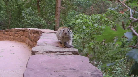 Wild Squirrel snuffing for food Vidéo 59863889