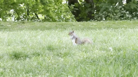 Wild squirrel standing alert in grass panning Stockbeeldmateriaal 334759895