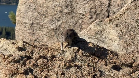 Wild Squirrel Standing on Sunlit Granite Rock Stock Footage 343009275