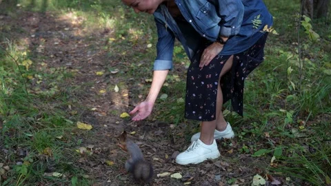Wild squirrel takes nut from hand, close-up Stock Footage 252179732