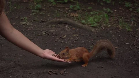 A wild squirrel takes a nut from the palm of a person and begins to eat it Видео 164036388