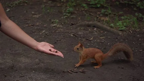 A wild squirrel takes nuts from his hand and runs away Stock Footage 164036185