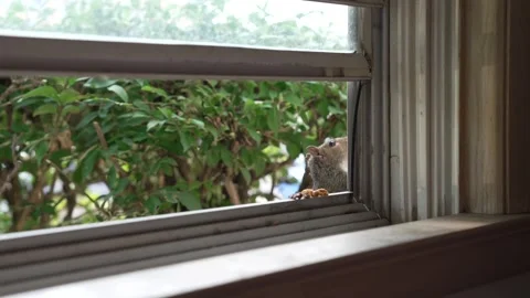 Wild Squirrel Takes Nuts From Open Window and Jumps Into Bushes Stock-Footage 340837073