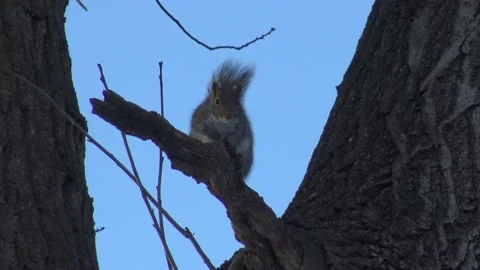 Wild squirrel on tree branch 库存影片 146120349