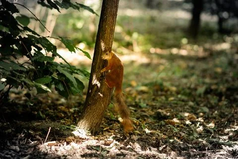 Wild squirrel on a tree in a green forest. Stock Photos