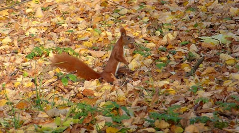 Wild squirrel in woods Vídeos de archivo 60243253