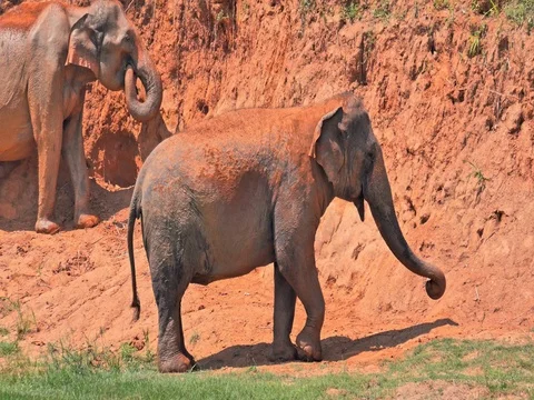 Wild Sri Lankan elephant dusting body with glue dirt against heat and parasites Stock Footage 70903132