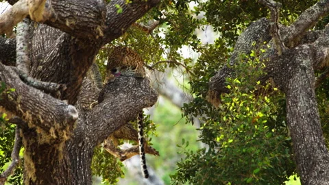 Wild Sri Lankan Leopard Resting on Large Tree in Natural Habitat Video stock 343093167