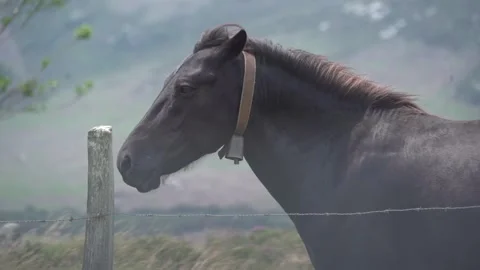 Wild Stallion  Looking Away from Camera in Slow Motion - 193 Video stock 310323620