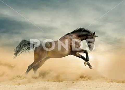 Wild stallion in prairies Stock Photos