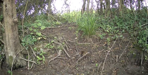 Wild Starling Eating a Worm in Daylight Trail Camera Footage Stock Footage 341765632