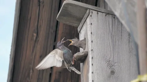 Wild Starling Feeding Its Young in a Natural Nest Stock Footage 322197056