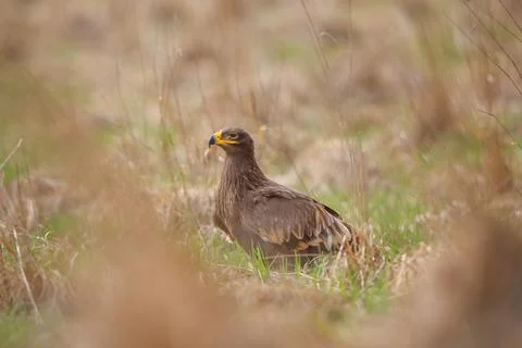 Wild Steppe Eagle Resting in Natural Grassland Habitat 스톡 사진