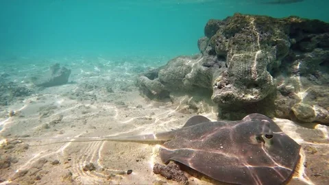 Wild Sting Ray on Ocean Floor in the Maldives. FullHD video Stockbeeldmateriaal 72920991