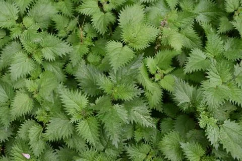 Wild stinging nettle background Stock-Fotos