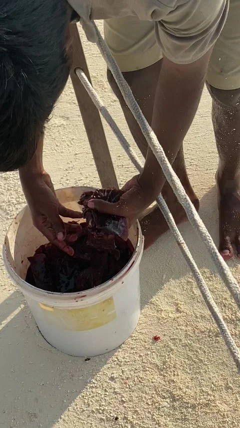 Wild stingrays in shallow beach water and feeding prep Maldives 9:16 Видео 344699684