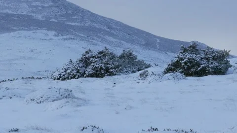 Wild Stoat In Snow Pops Up And Down Out Of Burrow Looking Around The Countryside 库存影片 147998337