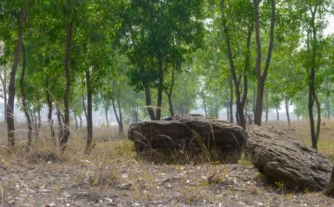 THE WILD STONE Stock Photos