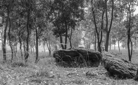 The wild stone Stock Photos