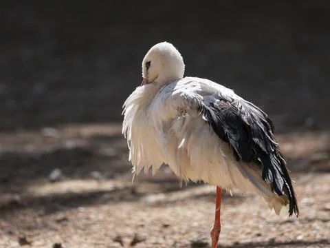 Wild stork pausing during migration Stock Photos