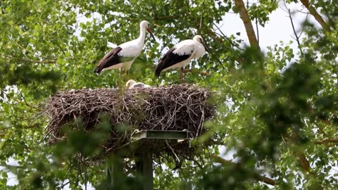 Wild storks with their offspring in their nest 4k 30fps video Stock Footage 280268936