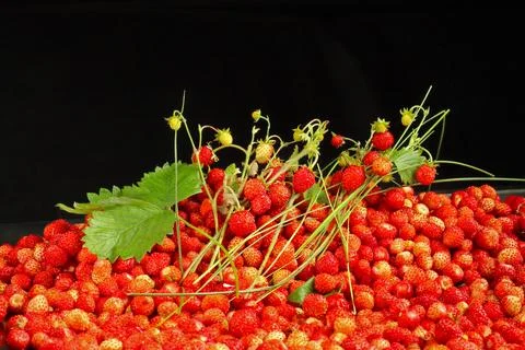 Wild strawberries background 库存照片