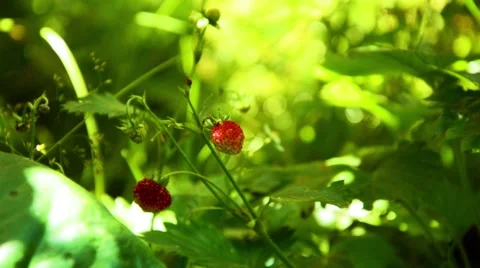 Wild strawberries in the forest Stock Footage 58948368