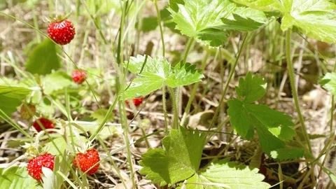 Wild strawberries in the forest Video stock 92840910
