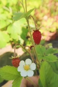 Wild strawberries in a forest with white flower and green leaves Stock Photos