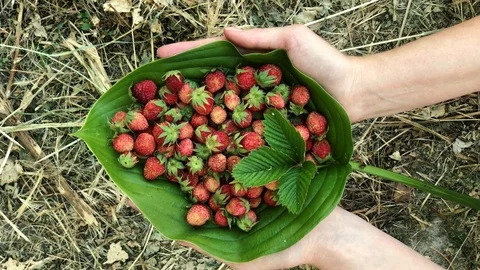 Wild strawberries on a large green leaf in the hands of girls Stock Footage 110322377