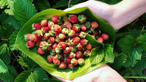 Wild strawberries on a large green leaf in the hands of girls 動画素材 110325724