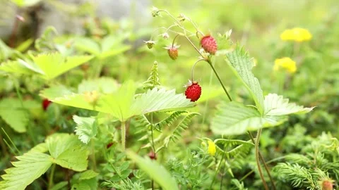 Wild strawberries in the meadow. Stock Footage 245723282