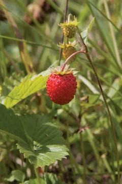 Wild strawberries Foto stock