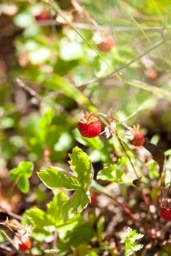 Wild strawberries Foto stock