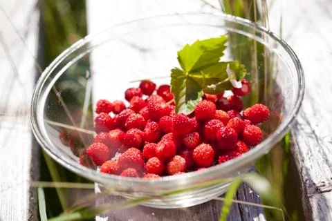 Wild strawberries Foto stock