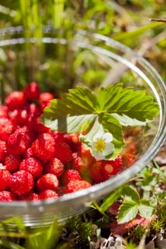 Wild strawberries Foto stock