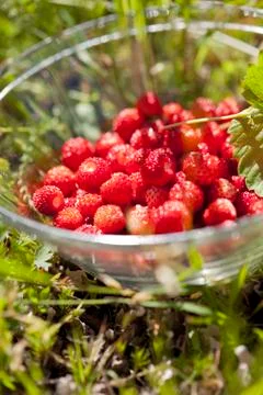 Wild strawberries Foto stock