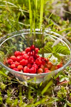 Wild strawberries Foto stock