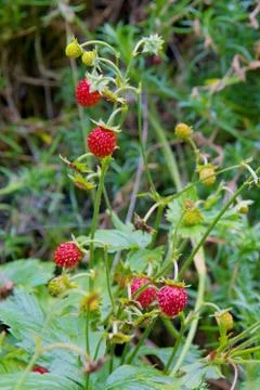 Wild strawberries Stock Photos