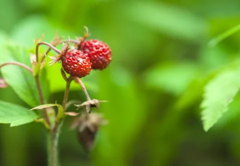 Wild strawberries Stock Photos