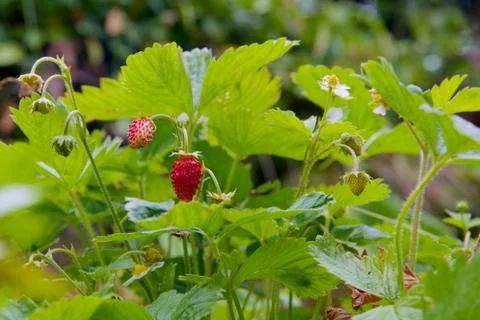Wild strawberries Stock Photos