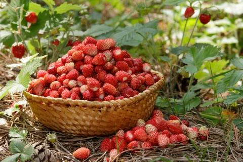 Wild strawberries Stock Photos