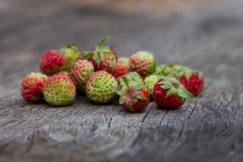Wild strawberries Stock Photos