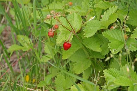 Wild strawberries Stock Photos